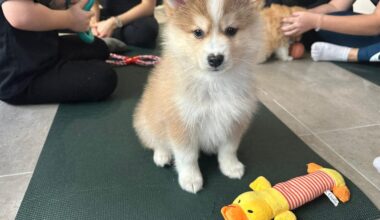 Près de Bordeaux, un salon du chiot crée la polémique chez les défenseurs de la cause animale