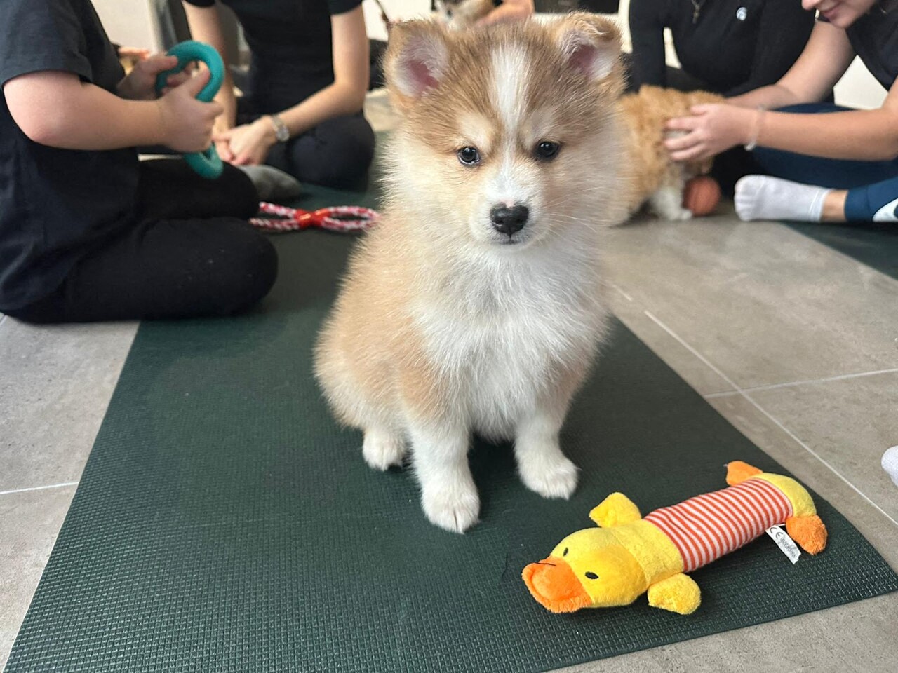 Près de Bordeaux, un salon du chiot crée la polémique chez les défenseurs de la cause animale