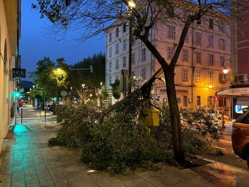 Chutes d'arbres sur le cours Napoleon, à Ajaccio, ce 28 août.