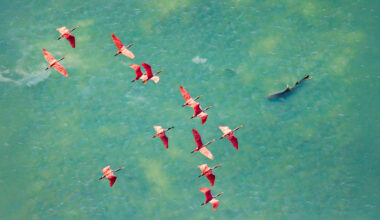 Les sublimes clichés lauréats du Mangrove Photography Awards 2025