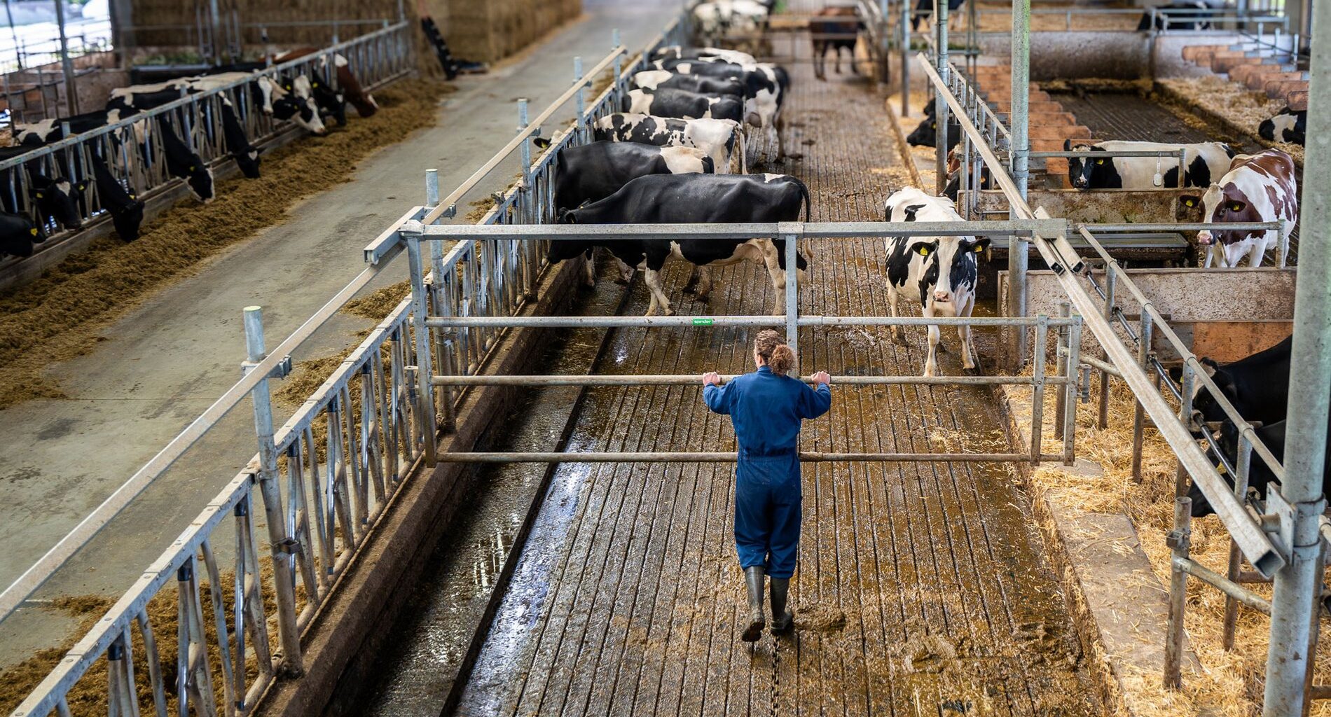 prix du lait : +15 % en Europe, + 6 % en France