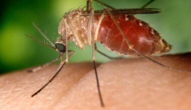 Premiers cas autochtones de virus du Nil occidental en Ile-de-France
