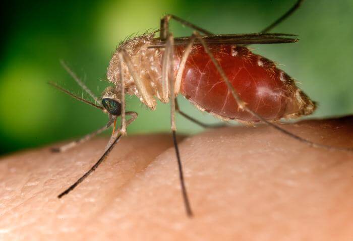 Premiers cas autochtones de virus du Nil occidental en Ile-de-France