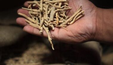 Ashwagandha : alliée contre le stress ou faux remède miracle ?