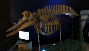 Plongée dans l'exposition "Océans", au Muséum d'histoire naturelle de Marseille