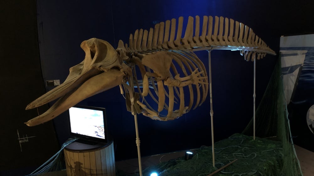 Plongée dans l'exposition "Océans", au Muséum d'histoire naturelle de Marseille