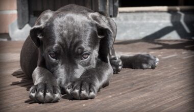 abandonné par ses maîtres partis en vacances, un chien retrouvé "considérablement amaigri"
