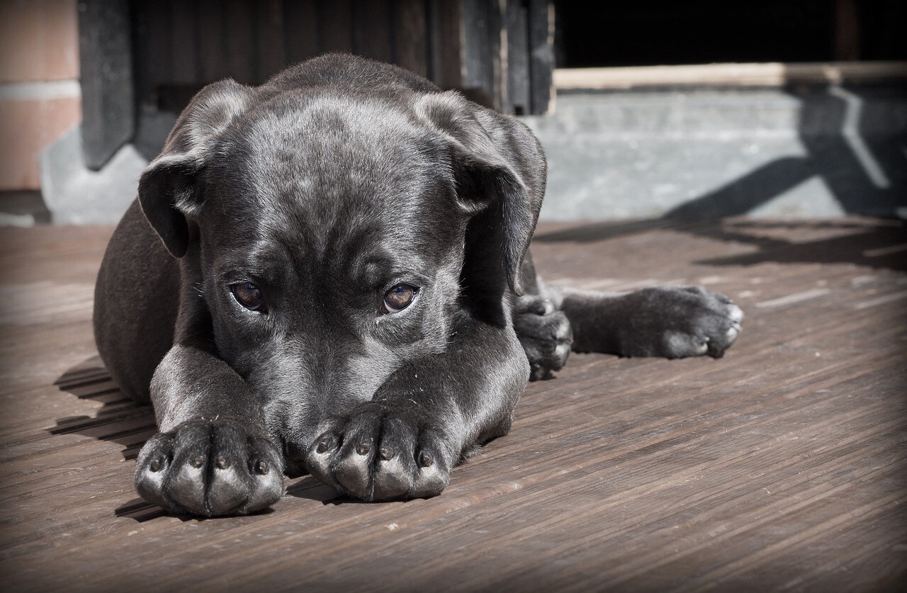 abandonné par ses maîtres partis en vacances, un chien retrouvé "considérablement amaigri"