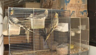 près de 150 oiseaux saisis dans des appartements à Nice