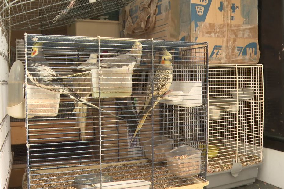 près de 150 oiseaux saisis dans des appartements à Nice