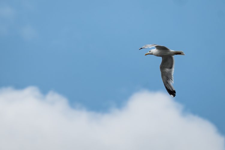 LPO balade nature ville oiseau oiseaux ornithologie observation faune orangerie