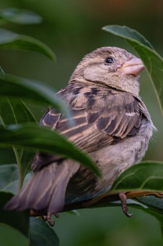 LPO balade nature ville oiseau oiseaux ornithologie observation faune orangerie