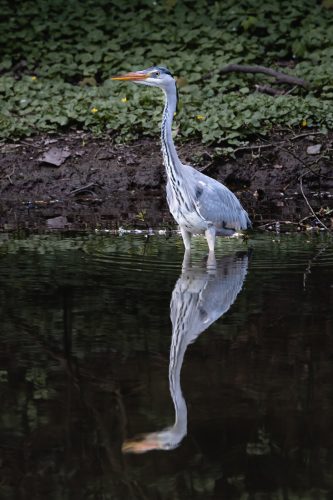 LPO balade nature ville oiseau oiseaux ornithologie observation faune orangerie