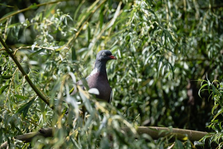 LPO balade nature ville oiseau oiseaux ornithologie observation faune orangerie