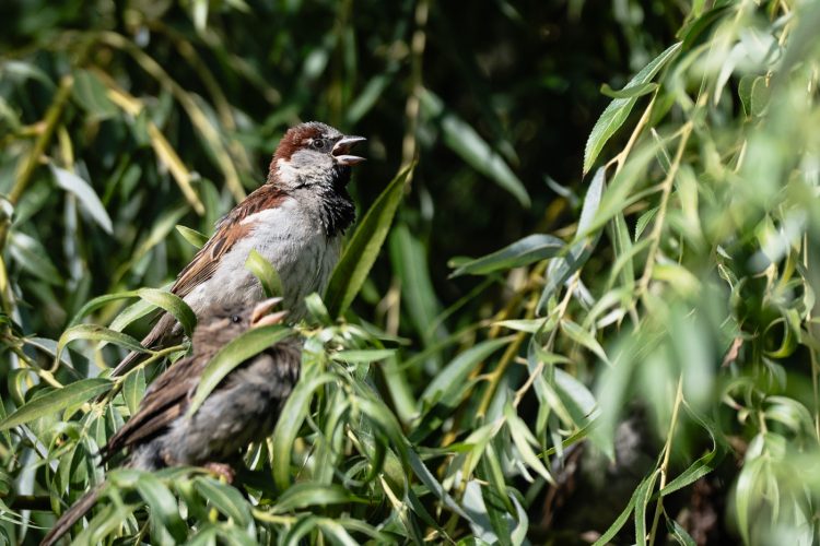 LPO balade nature ville oiseau oiseaux ornithologie observation faune orangerie