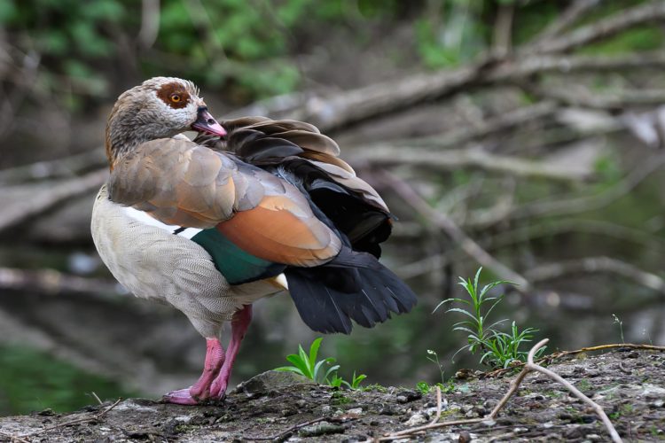LPO balade nature ville oiseau oiseaux ornithologie observation faune orangerie