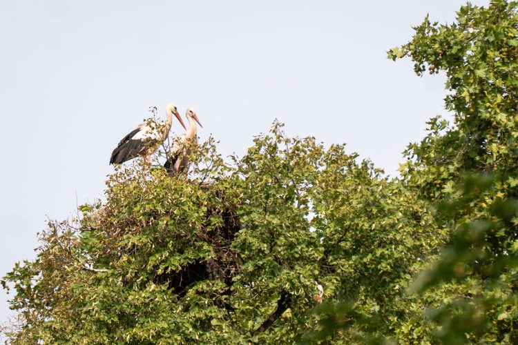 LPO balade nature ville oiseau oiseaux ornithologie observation faune orangerie