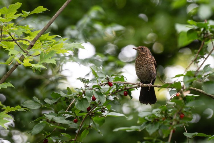 LPO balade nature ville oiseau oiseaux ornithologie observation faune orangerie