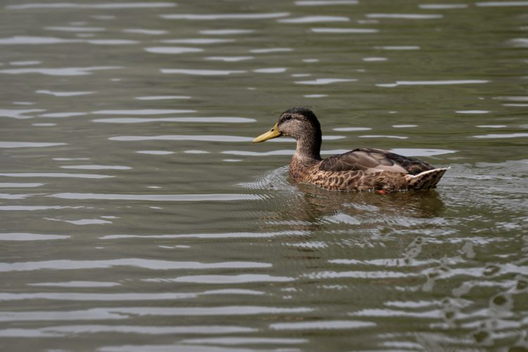 LPO balade nature ville oiseau oiseaux ornithologie observation faune orangerie