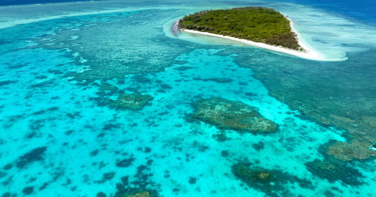 En Australie, la Grande Barrière de corail enregistre le plus grand blanchissement de son histoire