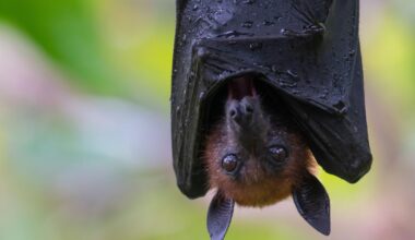 une chauve-souris entre dans la bouche d’une touriste qui doit payer 21.000 dollars de frais médicaux