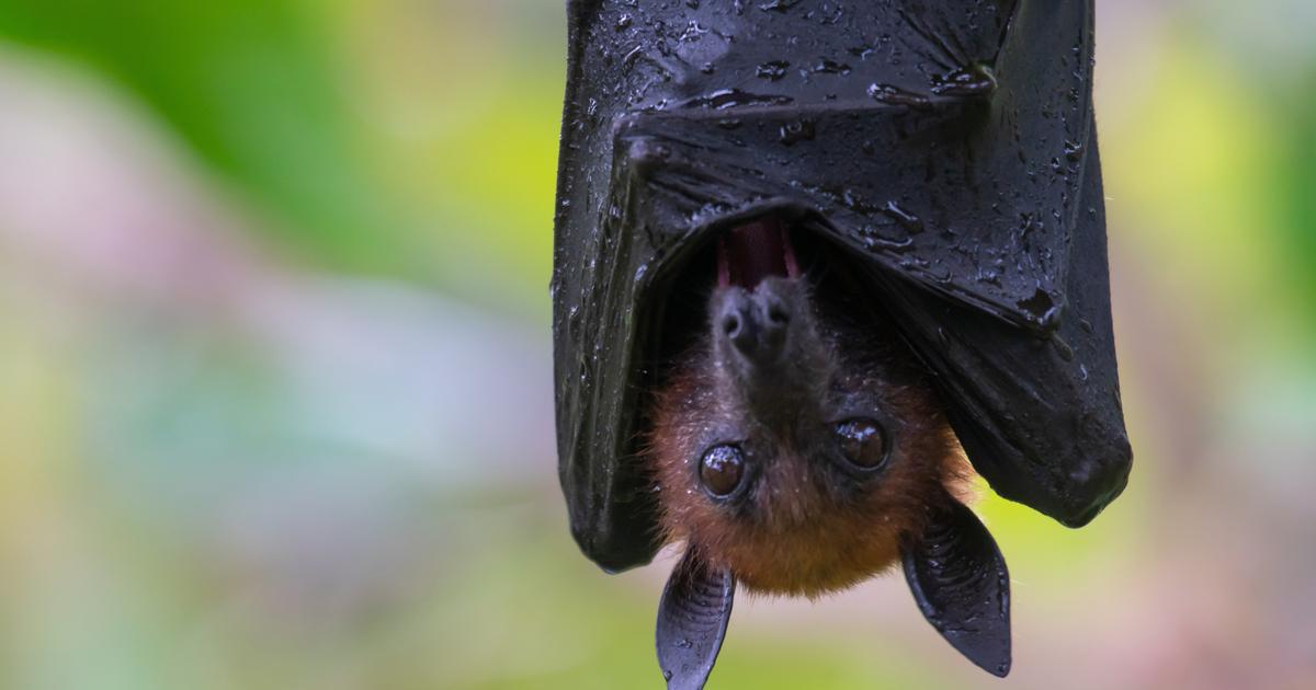 une chauve-souris entre dans la bouche d’une touriste qui doit payer 21.000 dollars de frais médicaux