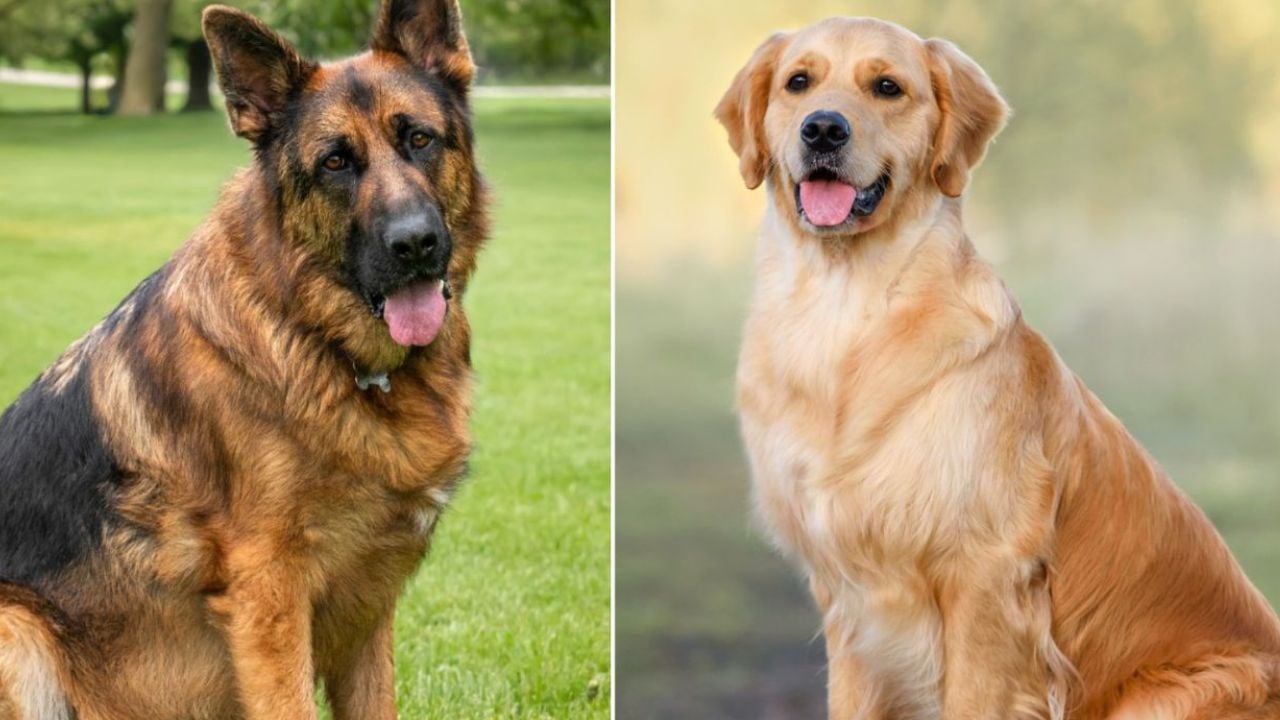 un berger allemand et un golden retriever ont un chiot, cette nouvelle race n’est pas au goût de tout le monde