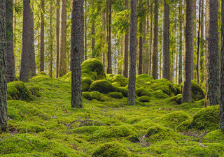 Le CSIC et le CREAF le confirment dans la revue Nature : les forêts d’Europe perdent leur capacité à absorber du carbone