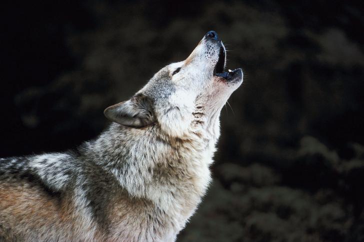 Aux États-Unis, cette scène culte du film « Marriage Story » est utilisée pour éloigner les loups des troupeaux. (image d’illustration)