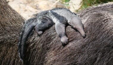 "Un bébé très grand et super tonique"