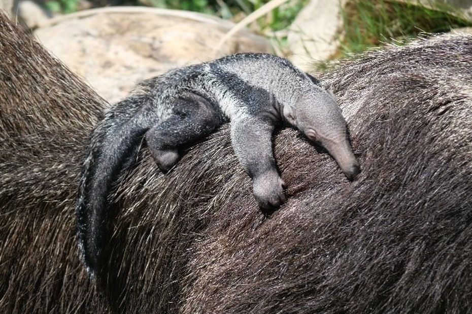 "Un bébé très grand et super tonique"