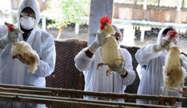 Grippe aviaire