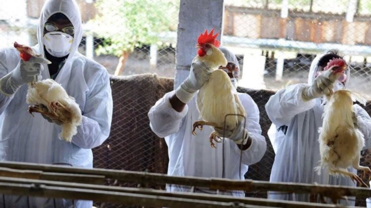 Grippe aviaire