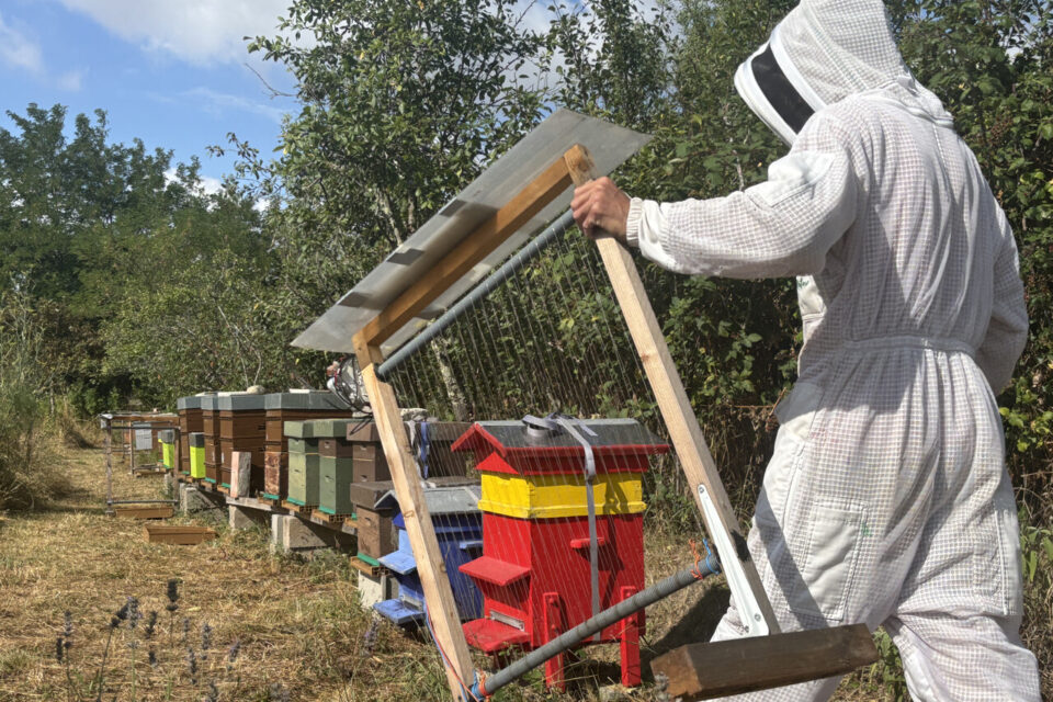 Mcikaël Bigarré installe les harpes à frelon autour de son rucher à L'Union près de Toulouse.