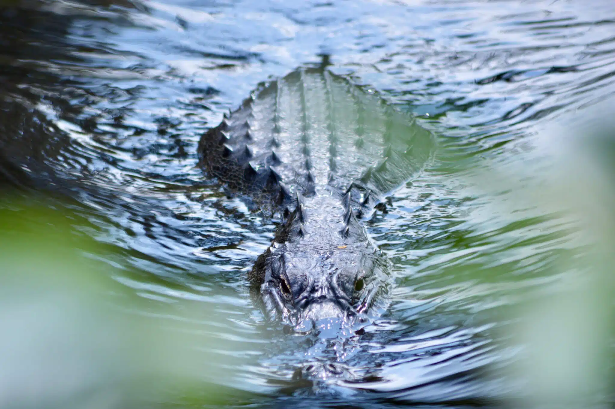 alligators