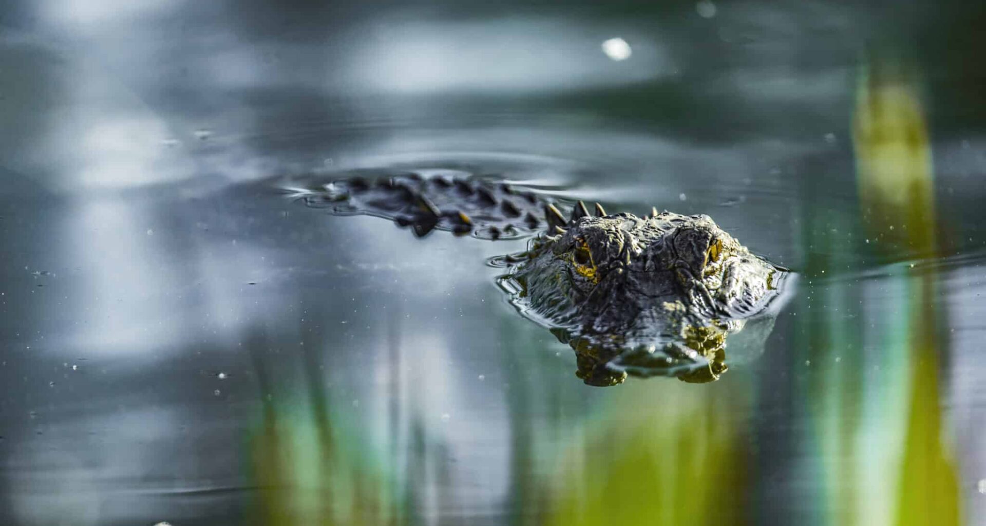 alligators