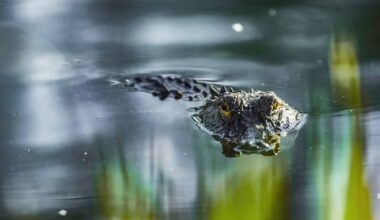 alligators