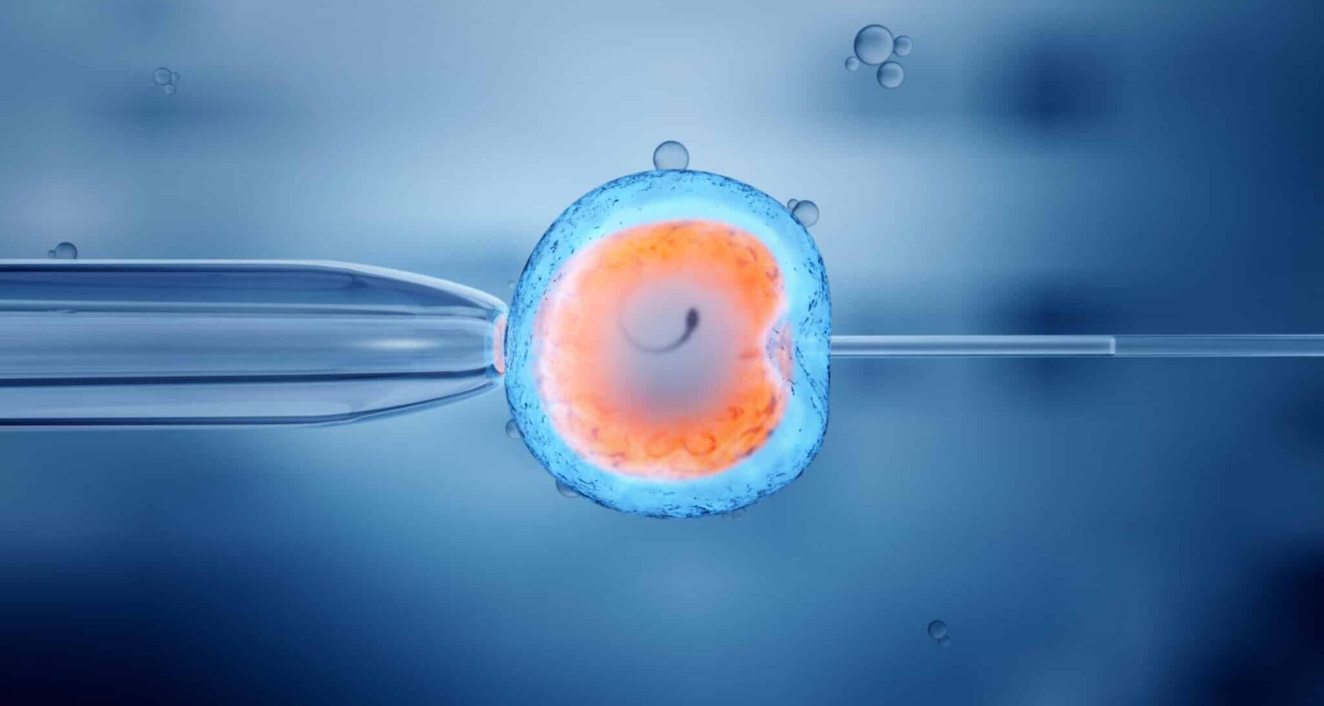 ovules