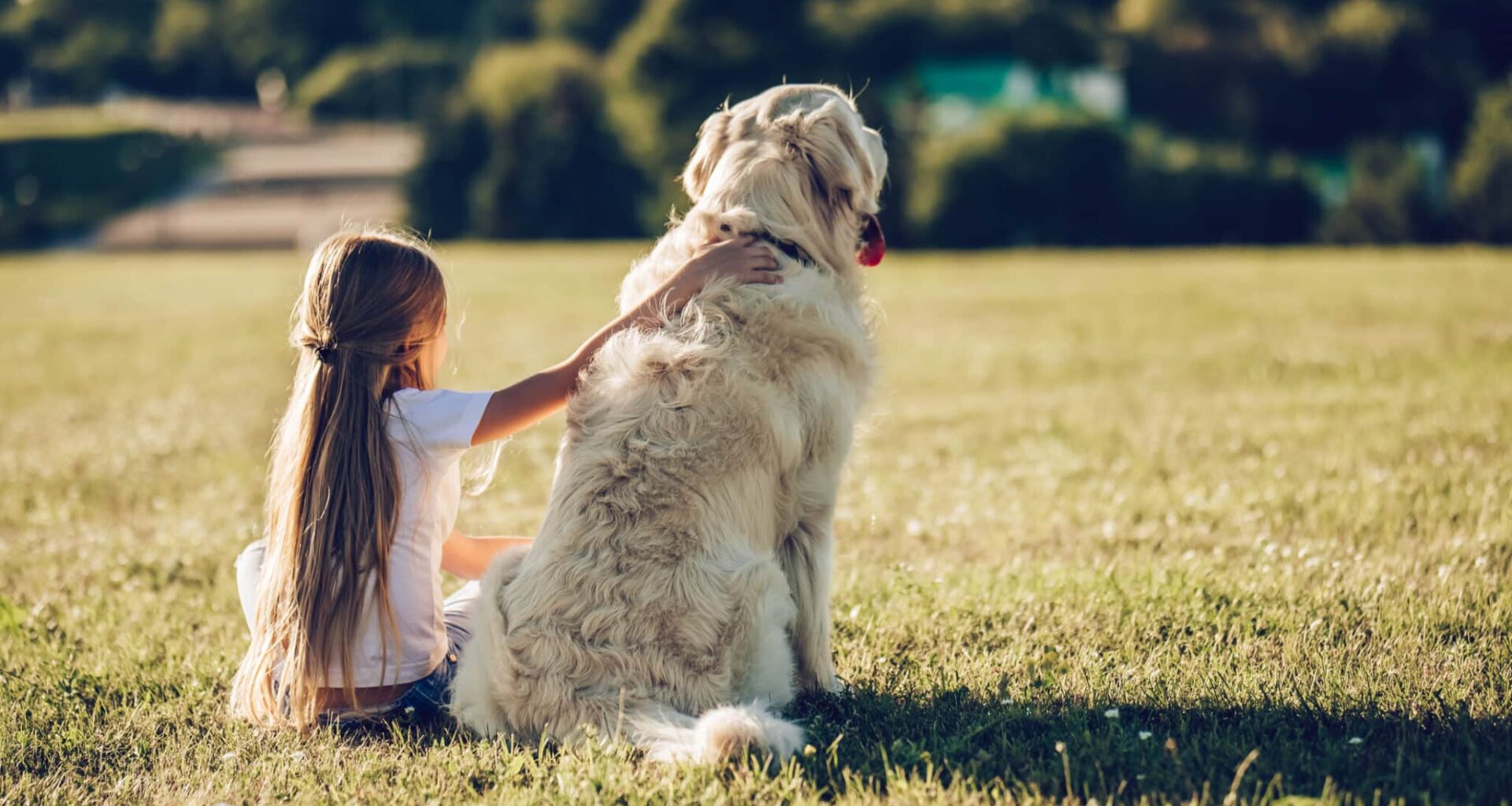 chiens