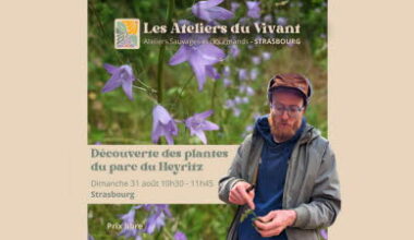 Illustration Découverte des plantes sauvages comestibles du Heyritz