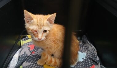En promenade près de Toulouse, elle tombe sur un chaton enterré vivant : "C'est abominable"
