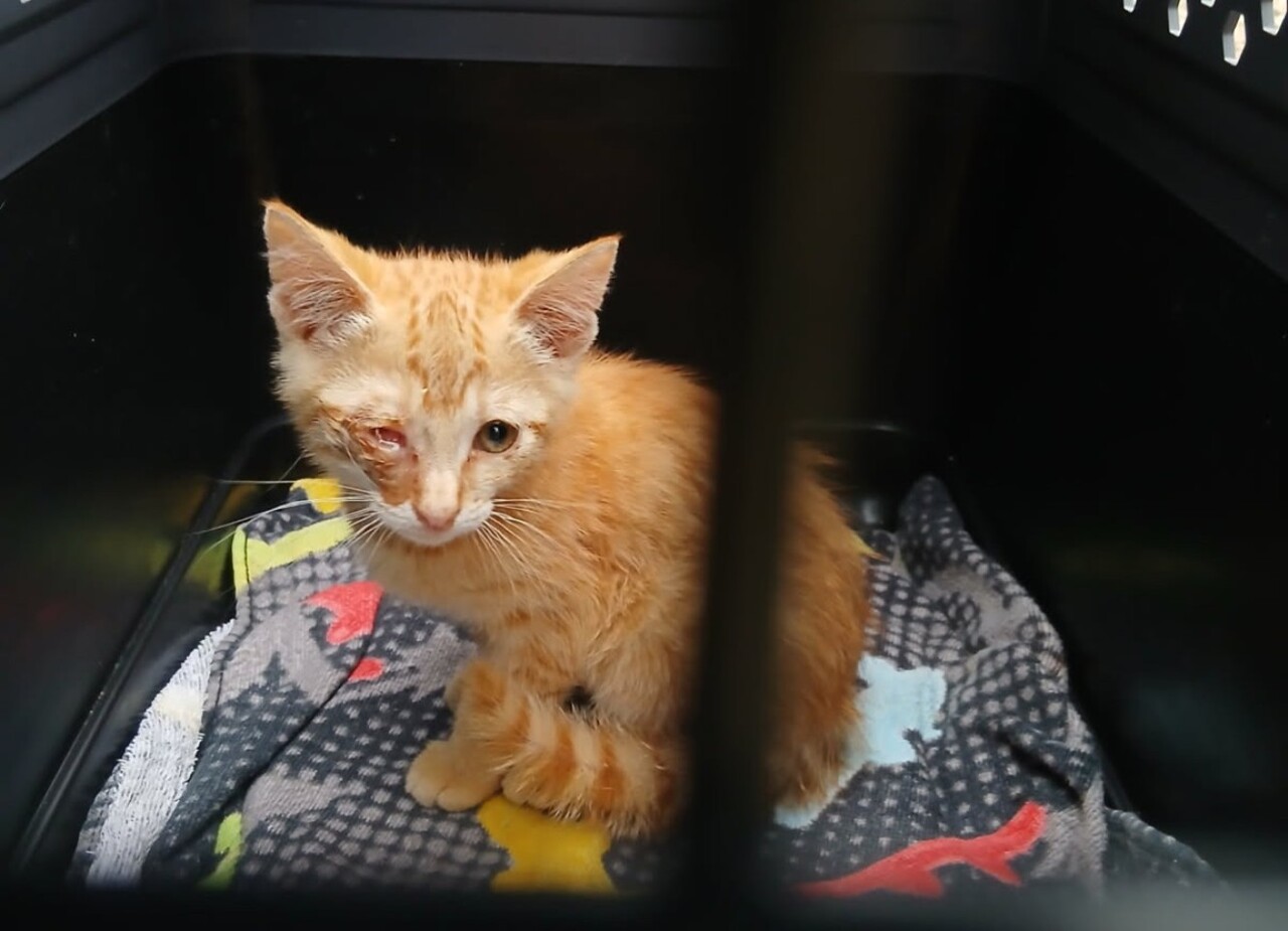 En promenade près de Toulouse, elle tombe sur un chaton enterré vivant : "C'est abominable"