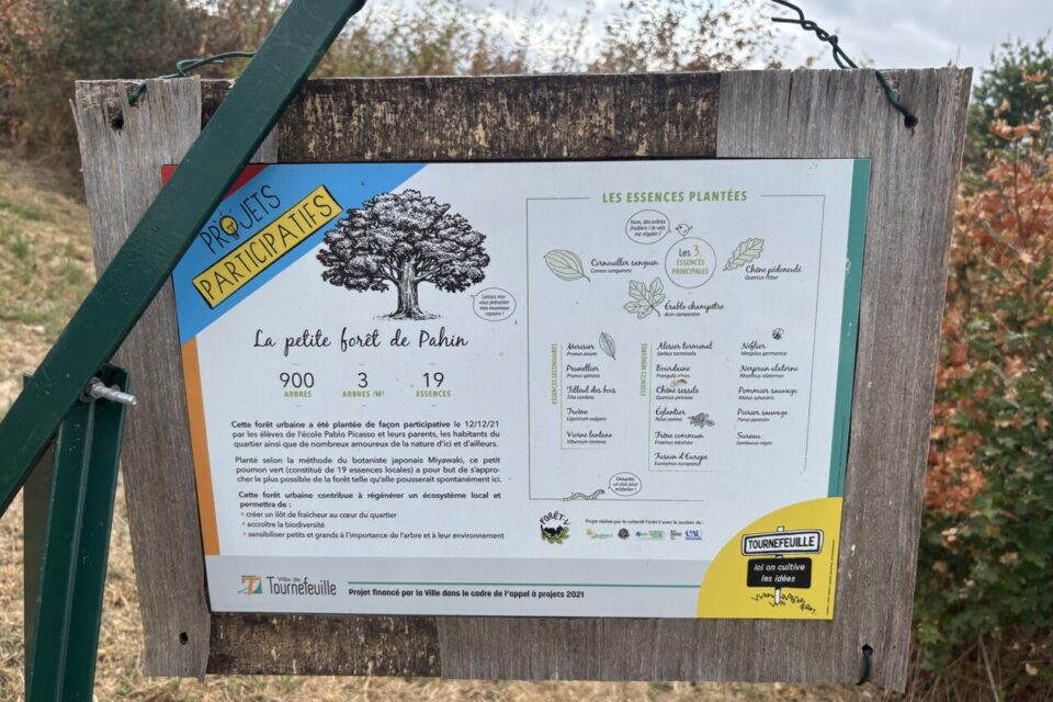 Les essences d'arbres de la forêt du Pahin à Tournefeuille.