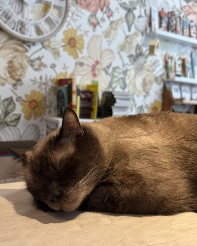 O’Malley Mon Chat Pitre