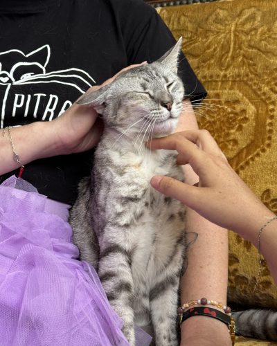 Babeth Mon Chat Pitre
