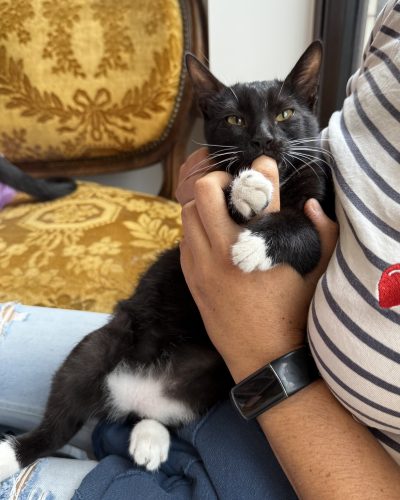 Oscar Mon Chat Pitre 2