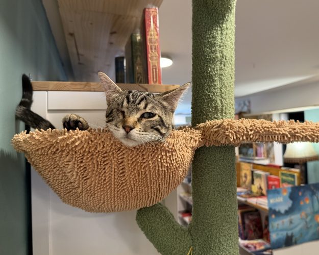 Jack Mon Chat Pitre