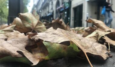 Pourquoi les arbres de Paris amorcent un "automne précoce" en plein mois d'août ?