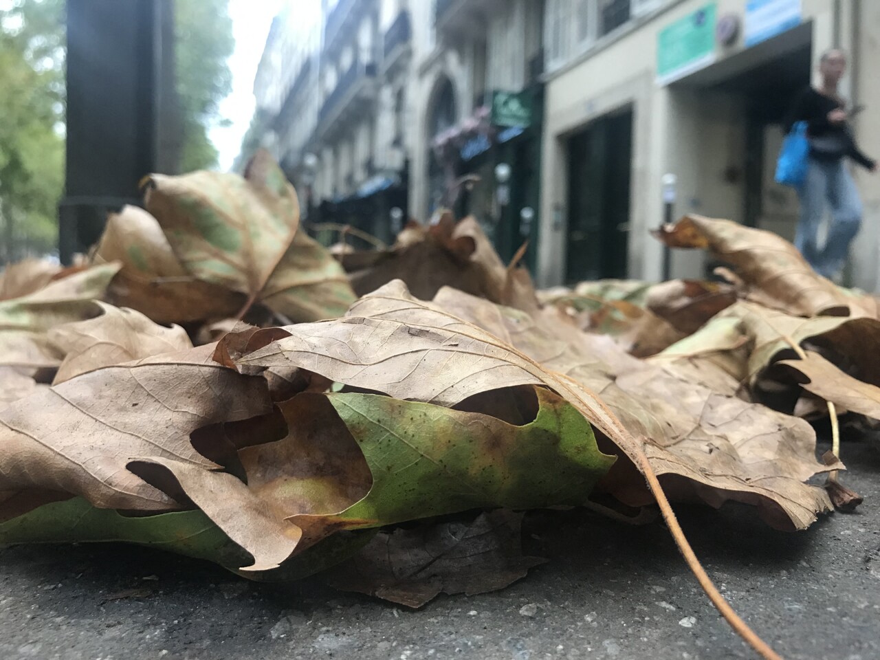 Pourquoi les arbres de Paris amorcent un "automne précoce" en plein mois d'août ?