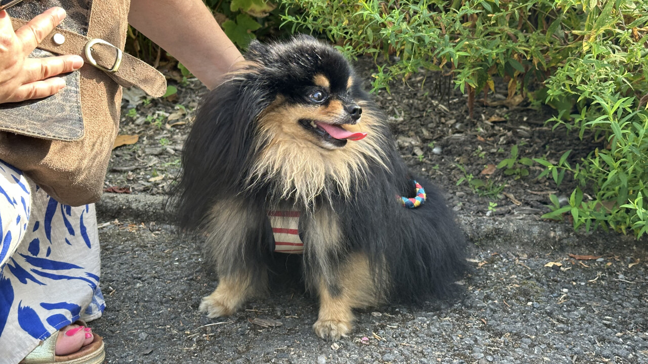 comment rafraîchir son chien quand il fait chaud à Nantes ?